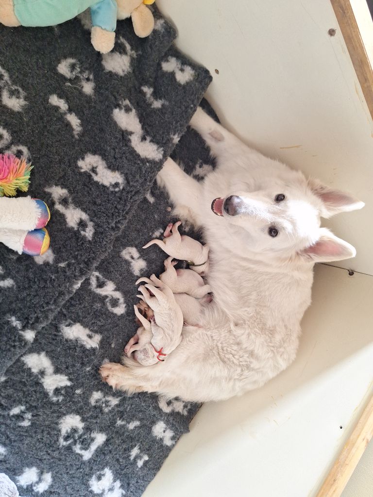 chiot Berger Blanc Suisse De L'Aour Gwenn