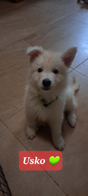 De L'Aour Gwenn - Berger Blanc Suisse - Portée née le 12/09/2023