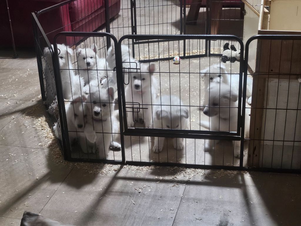 De L'Aour Gwenn - Berger Blanc Suisse - Portée née le 25/06/2025