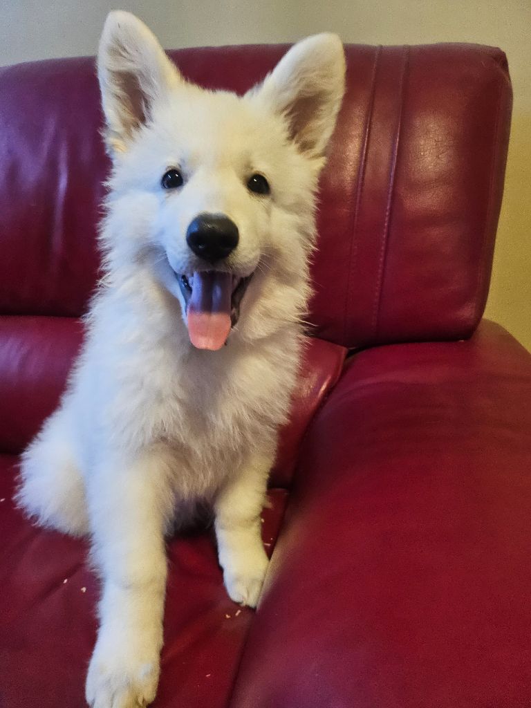 De L'Aour Gwenn - Chiots disponibles - Berger Blanc Suisse