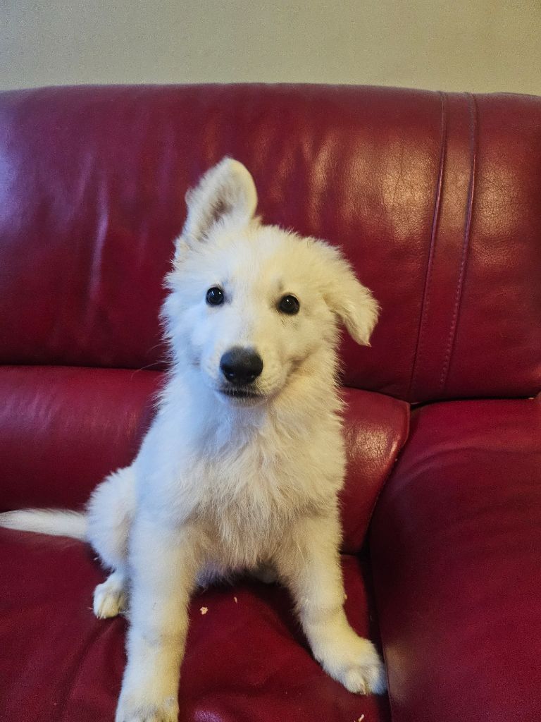 De L'Aour Gwenn - Chiots disponibles - Berger Blanc Suisse